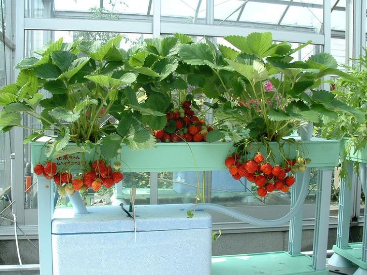 阳台改造设计——阳台盆栽蔬菜